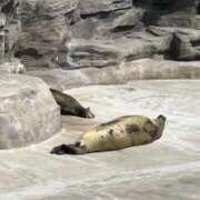 ヒメ日記 2025/06/17 23:17 投稿 さゆり 横浜人妻ヒットパレード（シンデレラグループ）