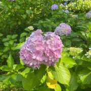 ヒメ日記 2025/06/25 17:35 投稿 さゆり 横浜人妻ヒットパレード（シンデレラグループ）