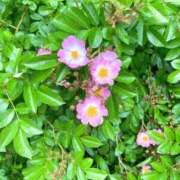 ヒメ日記 2025/06/29 23:12 投稿 さゆり 横浜人妻ヒットパレード（シンデレラグループ）