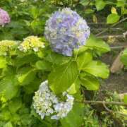 ヒメ日記 2025/07/06 17:14 投稿 さゆり 横浜人妻ヒットパレード（シンデレラグループ）