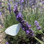 ヒメ日記 2025/10/19 18:06 投稿 さゆり 横浜人妻ヒットパレード（シンデレラグループ）