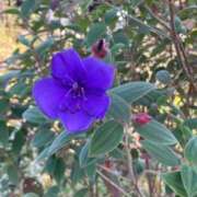 さゆり ありがとうございました 横浜人妻ヒットパレード（シンデレラグループ）