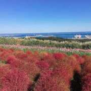 ヒメ日記 2026/01/31 10:45 投稿 さゆり 横浜人妻ヒットパレード（シンデレラグループ）