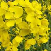 しおり～マット～ 出勤 アメイジングビル～道後最大級！遊び方無限大∞ヘルス♪～