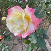 ヒメ日記 2025/07/02 09:33 投稿 しずか 逆痴漢