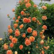 ヒメ日記 2025/07/26 09:54 投稿 しずか 逆痴漢