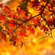 ヒメ日記 2025/10/22 10:22 投稿 ここ 熟女の風俗最終章 仙台店