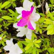 ヒメ日記 2025/03/11 23:23 投稿 雪野こはく セクシーキャット 神田店