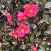 ヒメ日記 2025/01/17 18:55 投稿 つばき 中洲秘密倶楽部