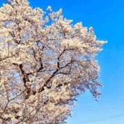 ヒメ日記 2025/04/06 23:10 投稿 つばき 中洲秘密倶楽部