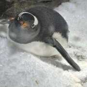 ヒメ日記 2025/10/08 20:35 投稿 つばき 中洲秘密倶楽部