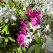 ヒメ日記 2025/04/29 12:05 投稿 あまね きらめけ！にゃんにゃん学園in大宮