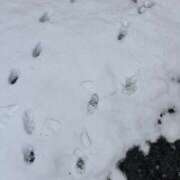 ヒメ日記 2026/02/08 15:15 投稿 あまね きらめけ！にゃんにゃん学園in大宮