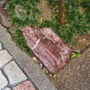 ヒメ日記 2025/04/23 10:13 投稿 莉奈【リナ】 輝女