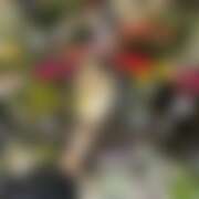 ヒメ日記 2025/09/03 22:13 投稿 もか パイの巣