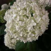 ヒメ日記 2025/06/13 23:10 投稿 かすみ ウルトラグレイス24