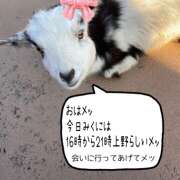 ヒメ日記 2024/12/09 08:45 投稿 森川みくに ワイフコレクション