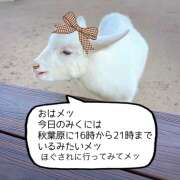 ヒメ日記 2024/12/10 07:26 投稿 森川みくに ワイフコレクション