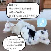 ヒメ日記 2025/01/07 07:26 投稿 森川みくに ワイフコレクション