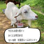 ヒメ日記 2025/06/11 21:09 投稿 森川みくに ワイフコレクション