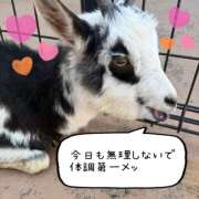 ヒメ日記 2026/05/14 09:54 投稿 森川みくに ワイフコレクション