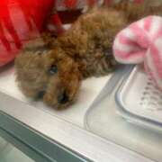 ヒメ日記 2025/03/10 18:26 投稿 まなか マリン千姫