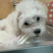 ヒメ日記 2025/03/27 21:50 投稿 まなか マリン千姫