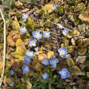 ヒメ日記 2025/03/29 22:16 投稿 まなか マリン千姫