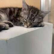 ヒメ日記 2025/04/02 17:16 投稿 まなか マリン千姫