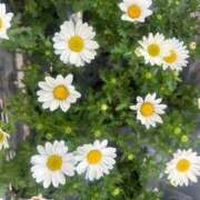 ヒメ日記 2025/04/05 17:16 投稿 まなか マリン千姫