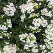 ヒメ日記 2025/04/05 21:41 投稿 まなか マリン千姫