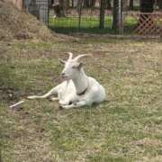 ヒメ日記 2025/04/17 17:15 投稿 まなか マリン千姫