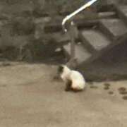 ヒメ日記 2025/11/11 22:42 投稿 まなか マリン千姫