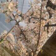 ヒメ日記 2025/04/09 05:34 投稿 たお 熟女の風俗最終章 新潟店