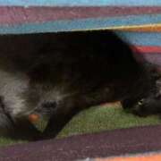 ヒメ日記 2025/10/24 19:18 投稿 たお 熟女の風俗最終章 新潟店