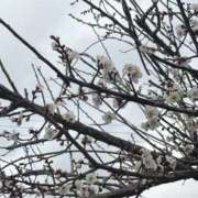 ヒメ日記 2026/03/01 15:03 投稿 たお 熟女の風俗最終章 新潟店