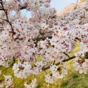 ヒメ日記 2025/04/01 22:25 投稿 あきら ナチュラルプリンセス