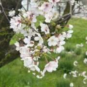 ヒメ日記 2025/04/11 19:03 投稿 ゆま すごいエステ京都店