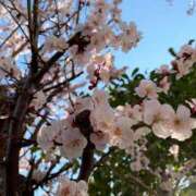 ヒメ日記 2025/03/07 11:37 投稿 しおり 神田ハンドメイド