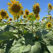 ヒメ日記 2025/08/26 08:21 投稿 ひなた 松戸角海老根本店