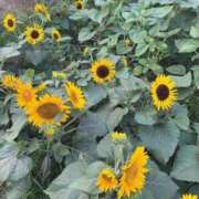 ヒメ日記 2025/09/05 08:21 投稿 ひなた 松戸角海老根本店