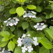 ひなた 🙇🏻‍♀️ 松戸角海老根本店