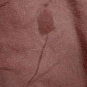 ヒメ日記 2026/02/19 17:52 投稿 こなつ sakura