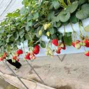 ヒメ日記 2025/03/17 00:00 投稿 まり 世界のあんぷり亭 新宿総本店