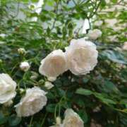 ヒメ日記 2025/10/11 18:34 投稿 かなで 渋谷じゃっくす