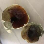 ヒメ日記 2025/01/14 02:07 投稿 りお ラブハーレム(水戸)