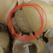 ヒメ日記 2025/02/04 02:54 投稿 りお ラブハーレム(水戸)