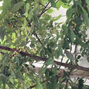 ヒメ日記 2025/05/25 12:28 投稿 りお ラブハーレム(水戸)