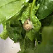 ヒメ日記 2025/06/11 01:15 投稿 りお ラブハーレム(水戸)