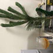 ヒメ日記 2025/07/19 01:08 投稿 りお ラブハーレム(水戸)